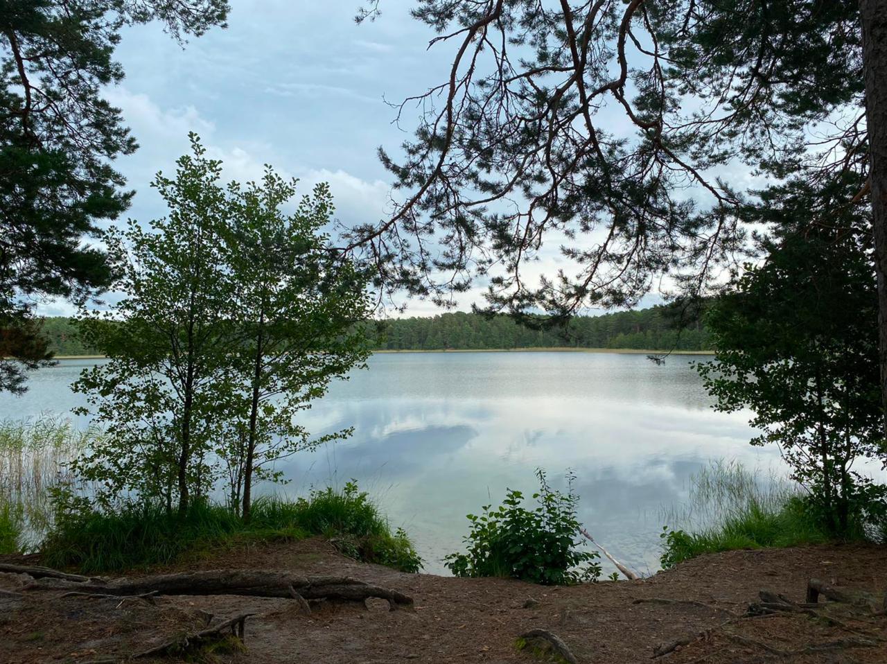 Ummis un lobēlija